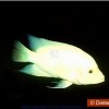 Aquaristik