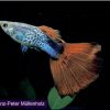 Guppys