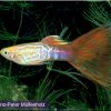 Guppys