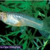 Guppys